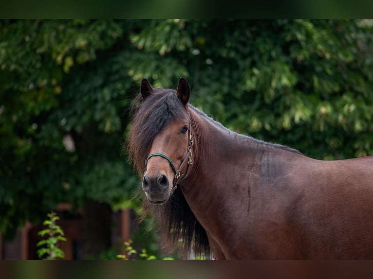 Mongools paard Ruin 10 Jaar 138 cm Donkerbruin in Welver
