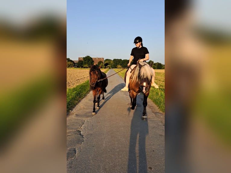 Mongools paard Ruin 10 Jaar 138 cm Donkerbruin in Welver