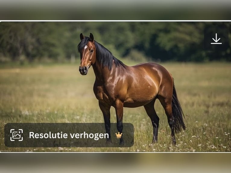 Mooi dressuur paard gezocht om te leasen voor weinig