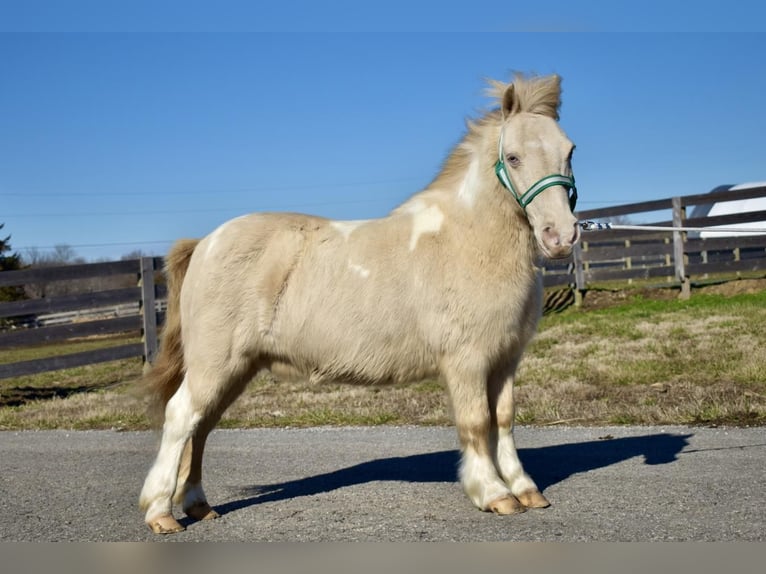 More ponies/small horses Gelding 10 years 10 hh in Crab Orchard, KY