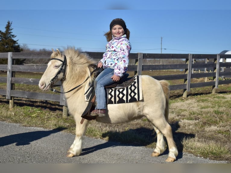 More ponies/small horses Gelding 10 years 10 hh in Crab Orchard, KY