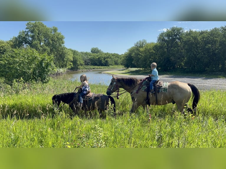 More ponies/small horses Gelding 10 years 11,1 hh Roan-Bay in Valley Springs, SD