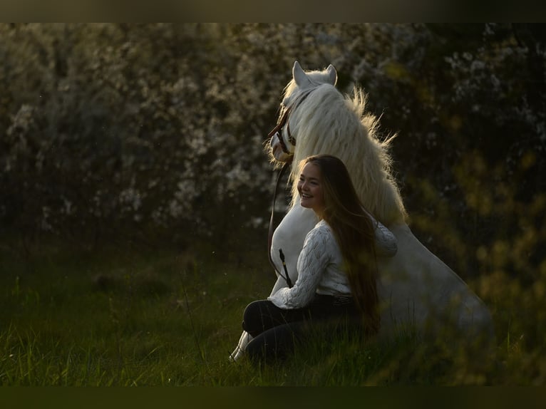 More ponies/small horses Gelding 10 years 11 hh Cremello in Parsberg