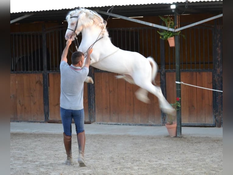 More ponies/small horses Gelding 10 years 11 hh Cremello in Parsberg