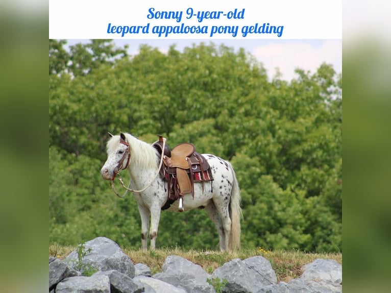 More ponies/small horses Gelding 10 years 11 hh White in Rebersburg, PA