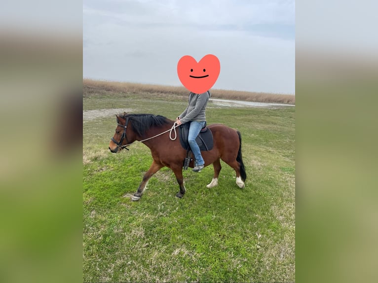 More ponies/small horses Gelding 10 years 12,2 hh Brown in Götzendorf an der Leitha