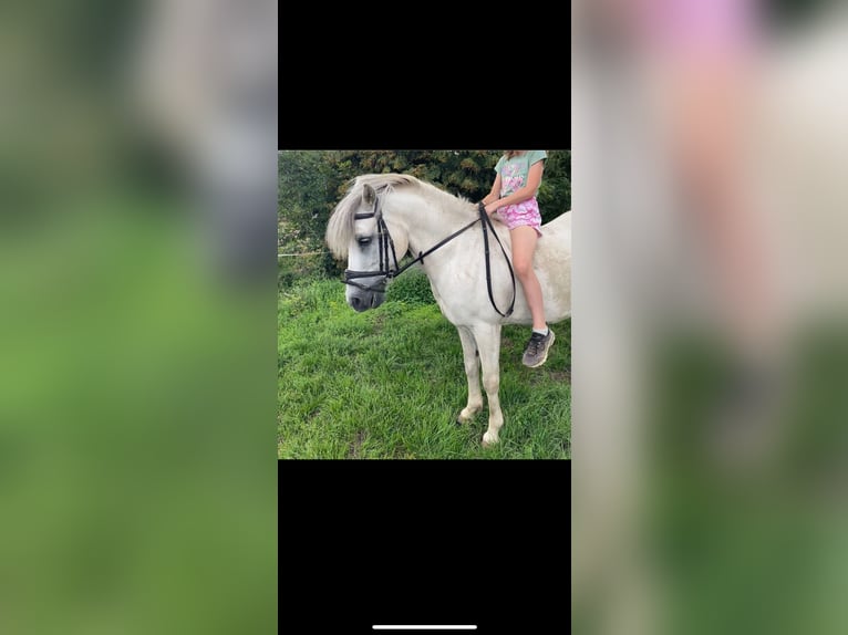 More ponies/small horses Mix Gelding 10 years 12,2 hh Gray in Buttstädt