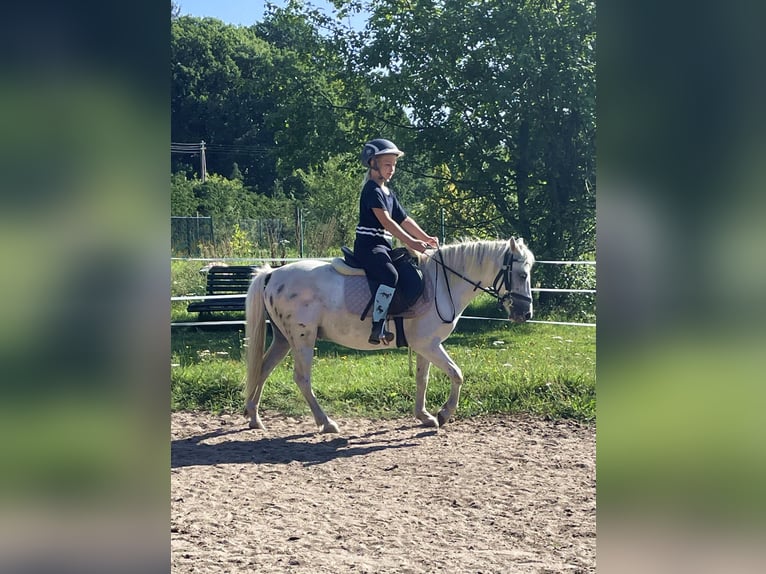 More ponies/small horses Gelding 10 years 12 hh Gray in Sopot