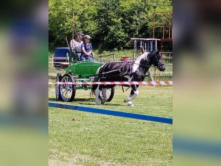 More ponies/small horses Gelding 10 years 13,2 hh Pinto in Rechnitz