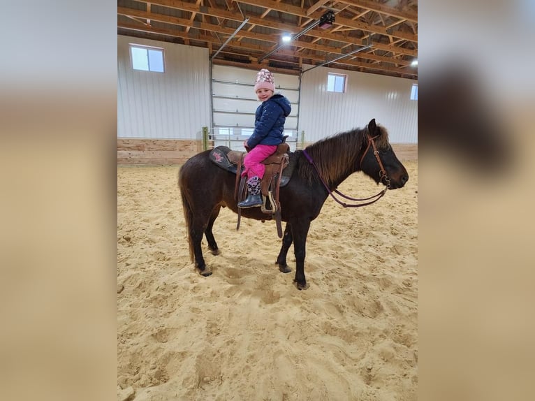 More ponies/small horses Gelding 10 years 13 hh Chestnut-Red in Dodgeville, WI