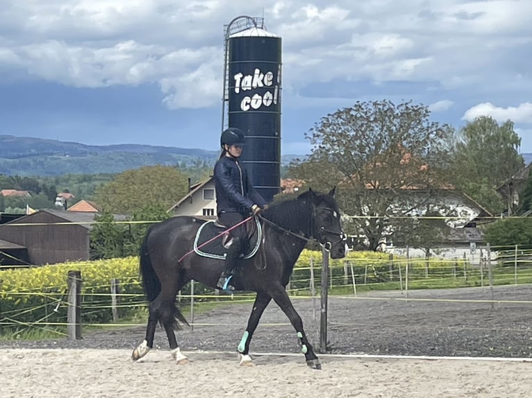 More ponies/small horses Gelding 10 years 14,1 hh Black in Aarberg