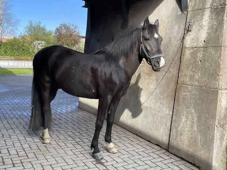 More ponies/small horses Gelding 10 years 14,1 hh Black in Aarberg