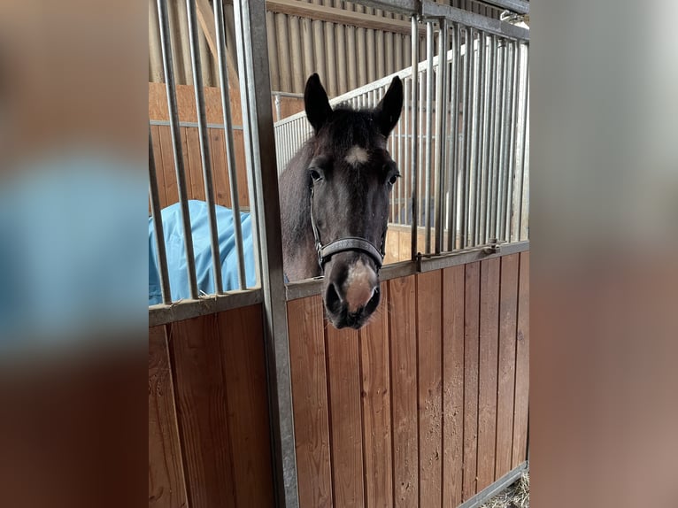 More ponies/small horses Gelding 10 years 14,1 hh Black in Aarberg