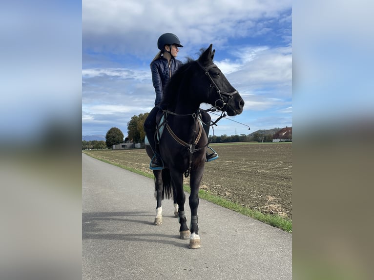 More ponies/small horses Gelding 10 years 14,1 hh Black in Aarberg