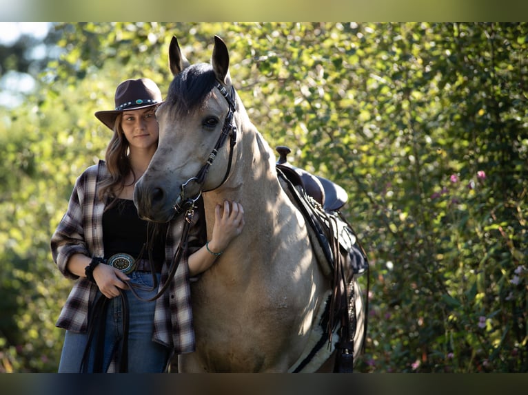 More ponies/small horses Mix Gelding 10 years 14,1 hh Buckskin in Aigen-Schlägl