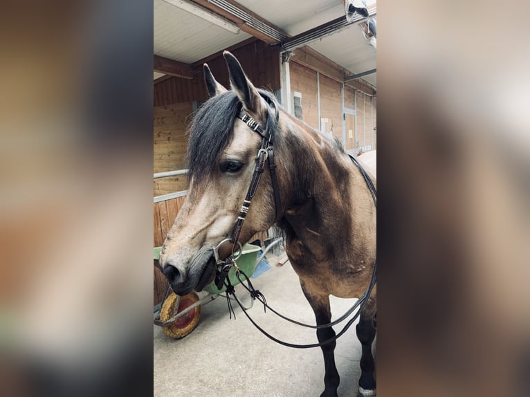 More ponies/small horses Mix Gelding 10 years 14,1 hh Buckskin in Aigen-Schlägl