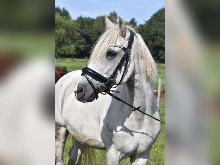 More ponies/small horses Gelding 10 years 14,2 hh Gray in Hüttenberg