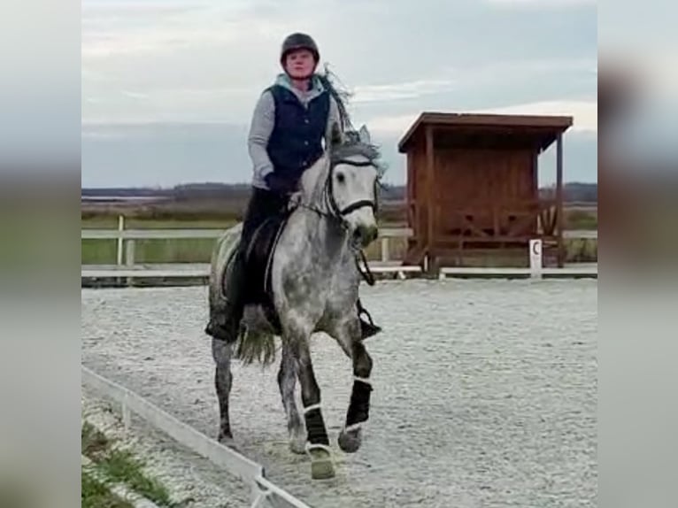 BEAUTIFUL DAPPLE GREY FOR KIDS**CANDY, 2013, gelding, holsteiner, Clarimo x  Calato 