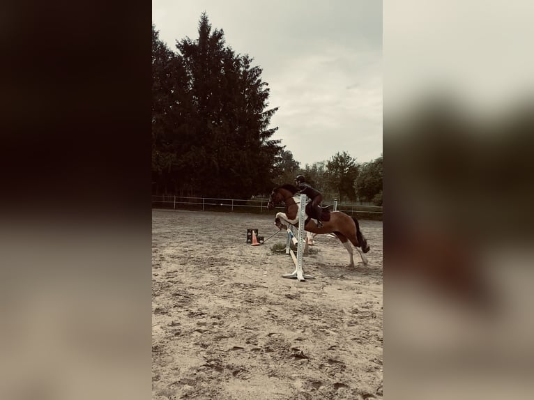 More ponies/small horses Mix Gelding 10 years 14,3 hh Pinto in Buggingen