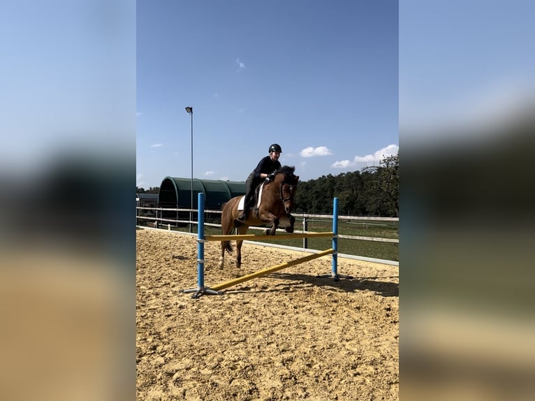 More ponies/small horses Gelding 10 years 14 hh Brown in Hirschaid