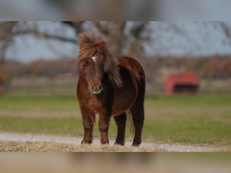 More ponies/small horses Gelding 10 years 7,2 hh Chestnut in Weatherford