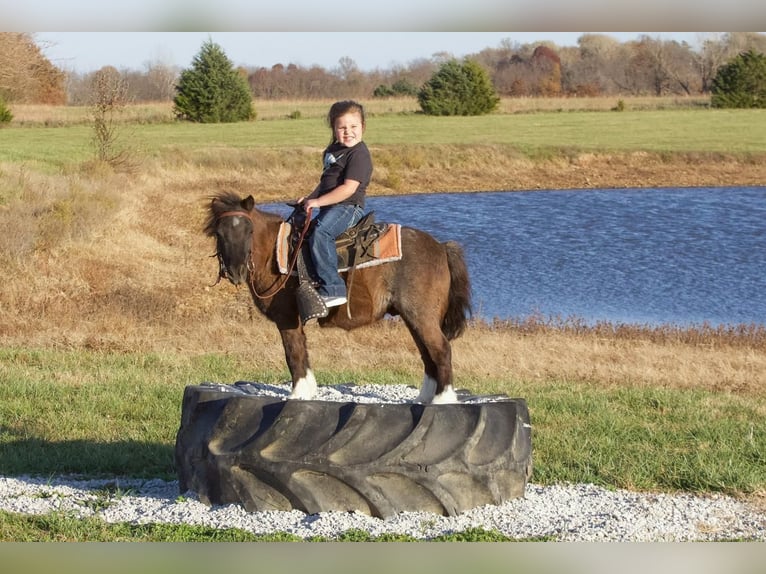 More ponies/small horses Gelding 10 years 8,2 hh Roan-Blue in Buffalo