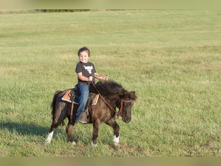 More ponies/small horses Gelding 10 years 8,2 hh Roan-Blue in Buffalo