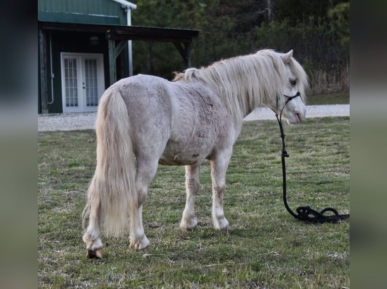 More ponies/small horses Gelding 10 years 8 hh Roan-Red in Huntingdon, TN