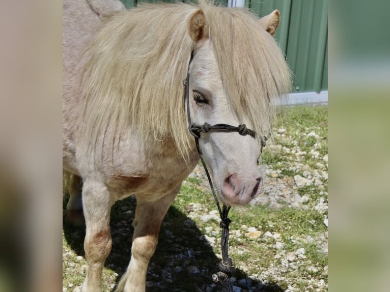 More ponies/small horses Gelding 10 years 8 hh Roan-Red in Huntingdon, TN