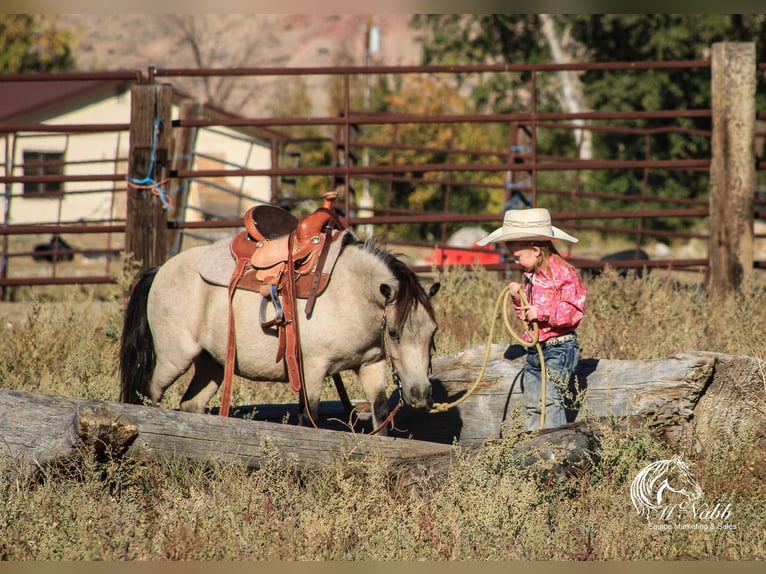 More ponies/small horses Gelding 10 years 9,1 hh Buckskin in Cody