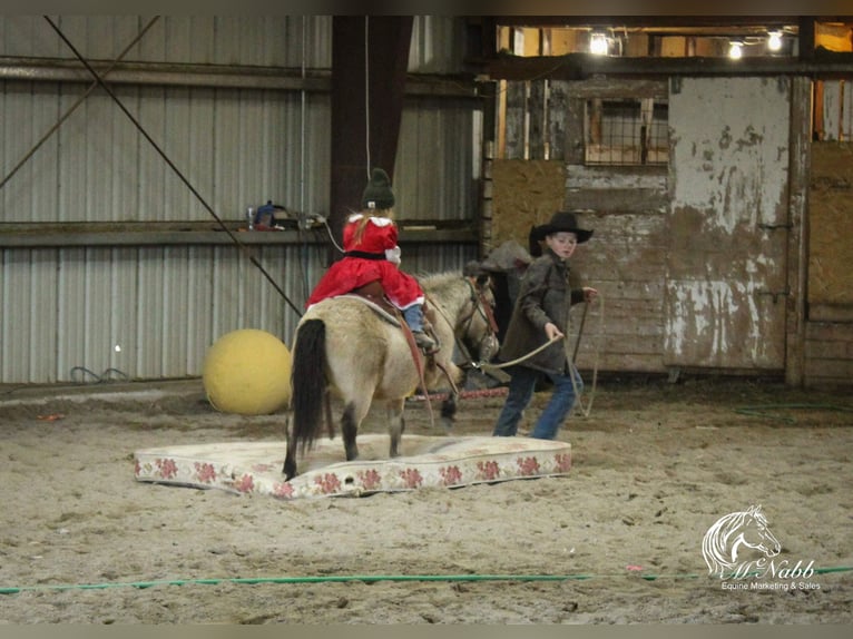 More ponies/small horses Gelding 10 years 9,1 hh Buckskin in Cody