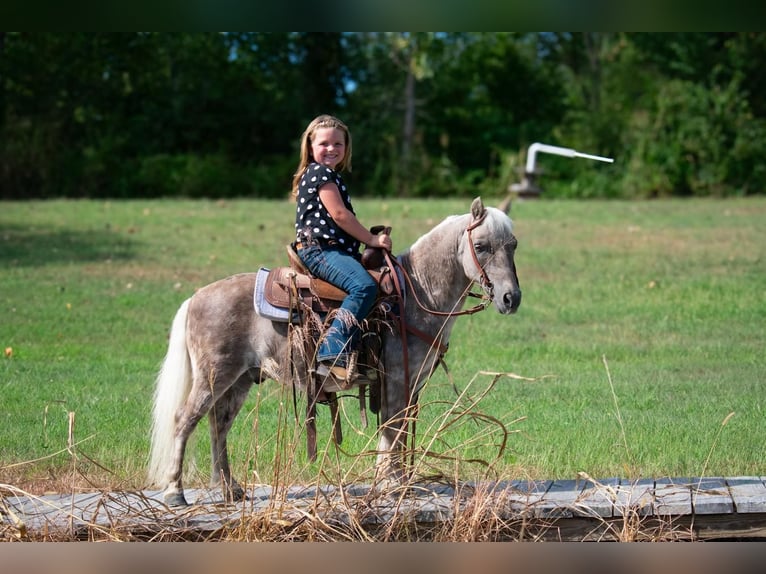 More ponies/small horses Gelding 10 years 9,1 hh in Henderson, KY