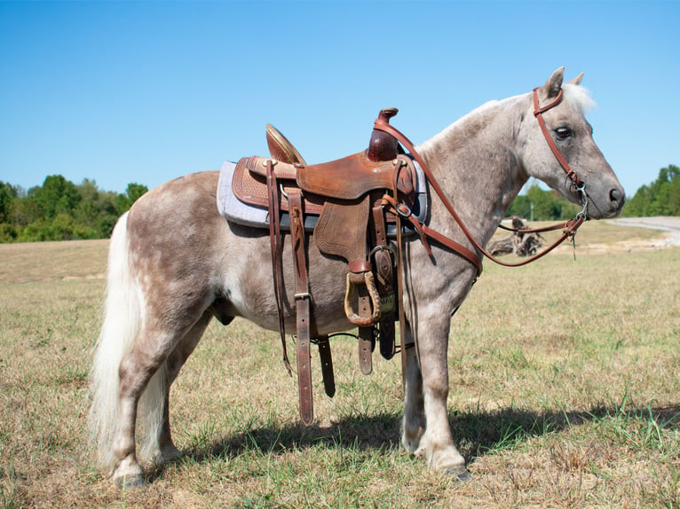 More ponies/small horses Gelding 10 years 9,1 hh in Henderson