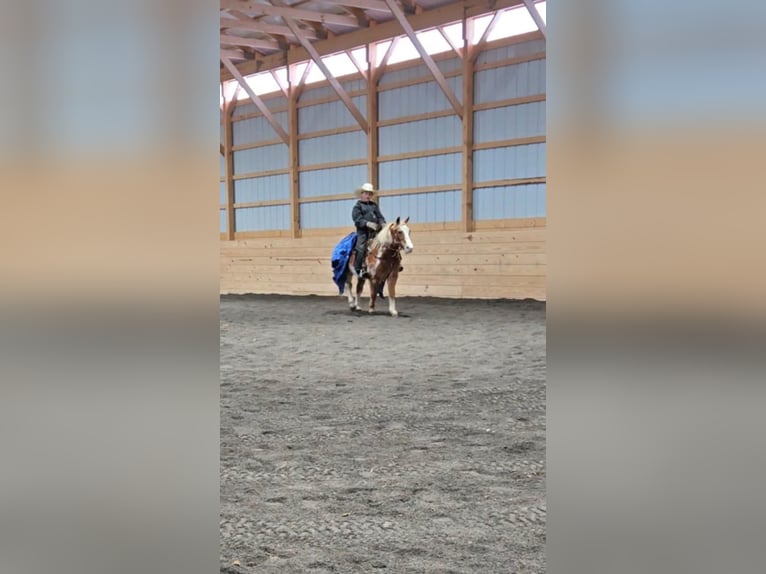 More ponies/small horses Gelding 10 years Pinto in Rebersburg, PA