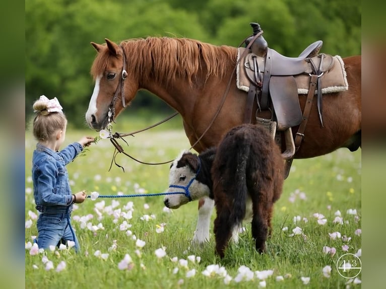 More ponies/small horses Gelding 10 years Sorrel in Weatherford, TX