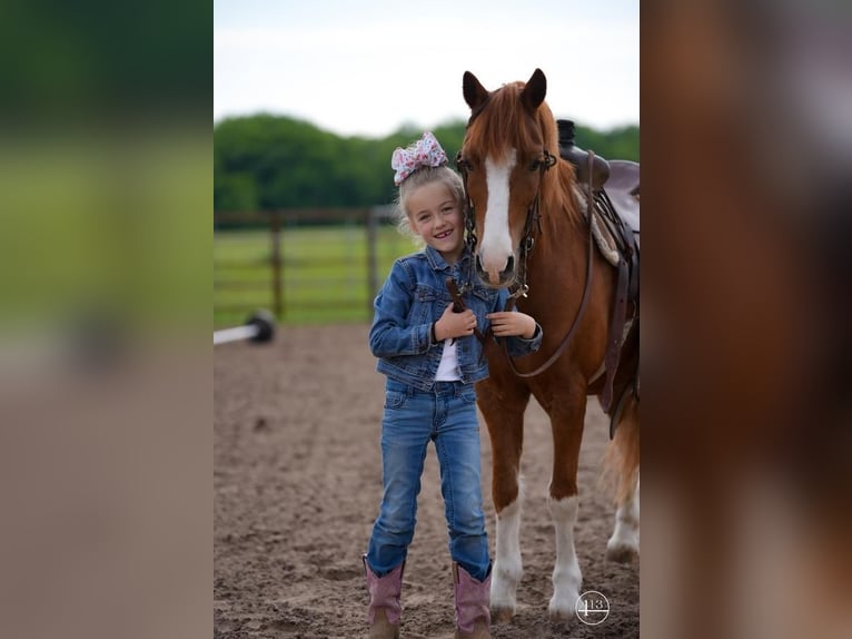 More ponies/small horses Gelding 10 years Sorrel in Weatherford, TX