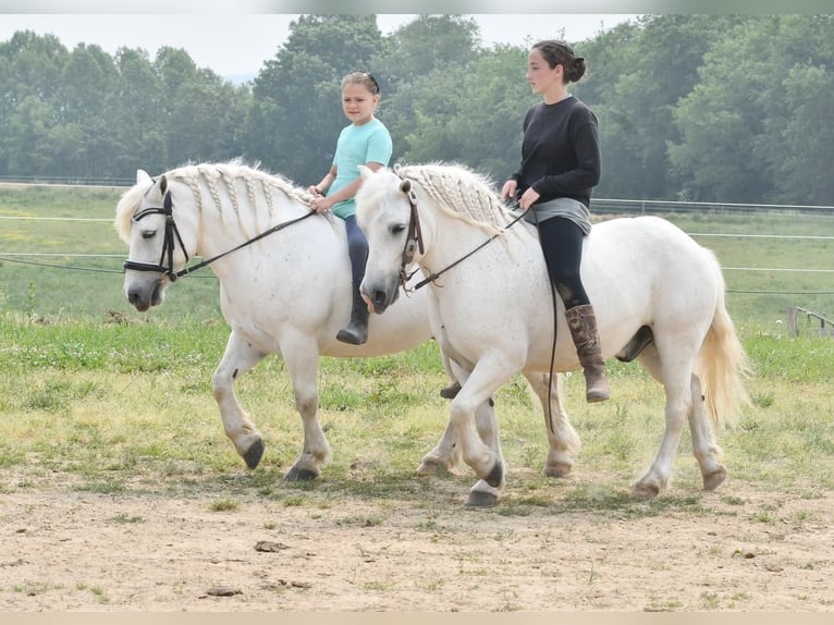 More ponies/small horses Gelding 10 years White in Strasburg, OH