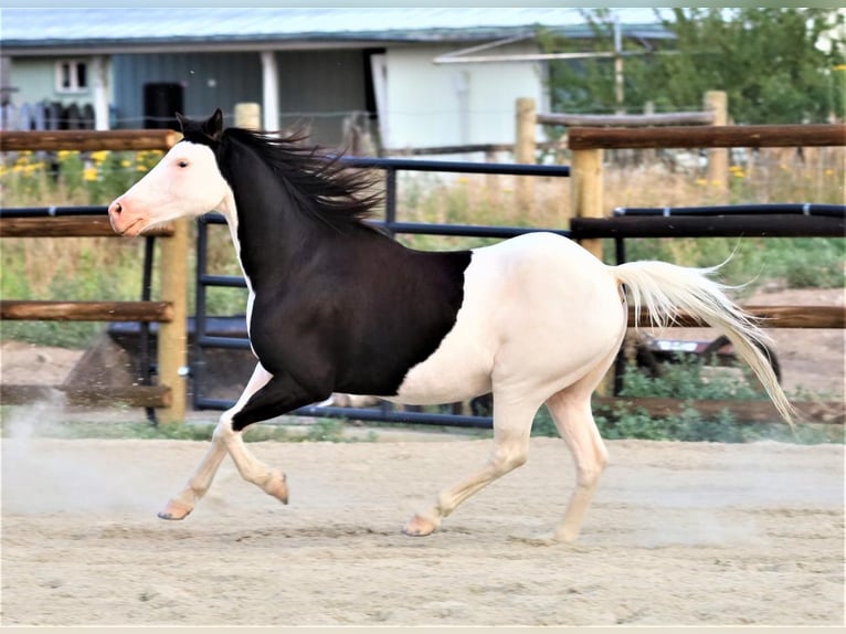 More ponies/small horses Gelding 11 years 11,2 hh in Hamilton, MT