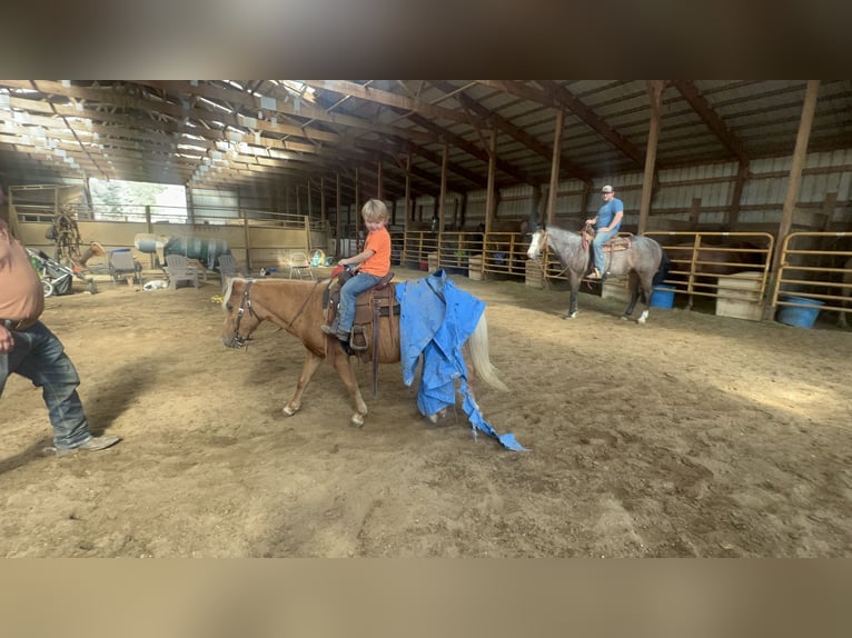 More ponies/small horses Gelding 11 years 11,2 hh Palomino in Sheffield