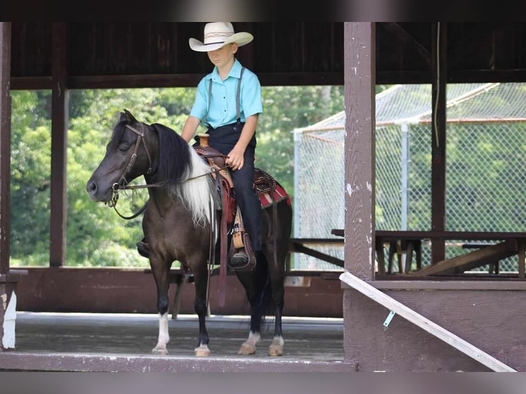 More ponies/small horses Gelding 11 years 11 hh Black in Allenwood, PA