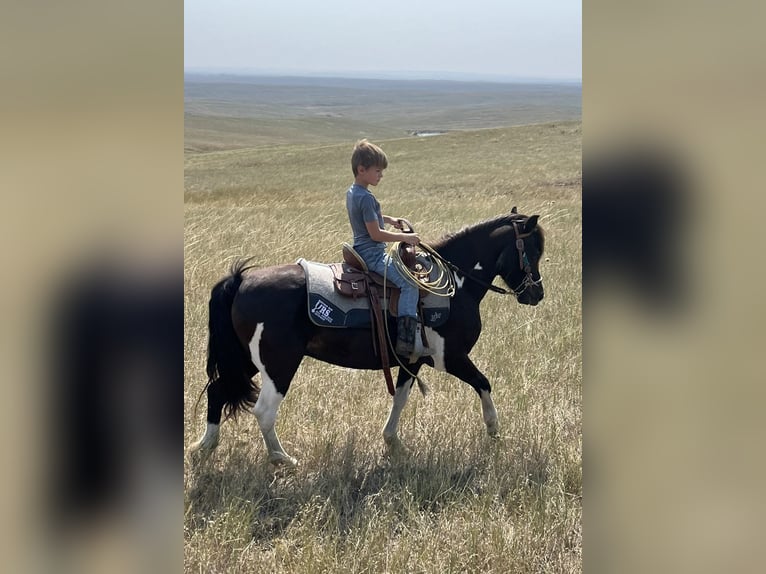 More ponies/small horses Gelding 11 years 11 hh Pinto in Hot Springs, SD