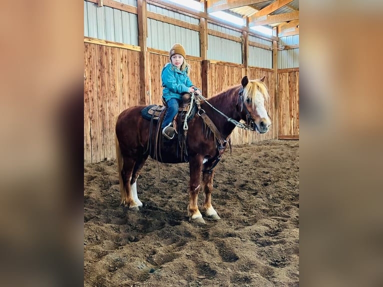 More ponies/small horses Gelding 11 years 12,1 hh Sorrel in Valley Springs, SD