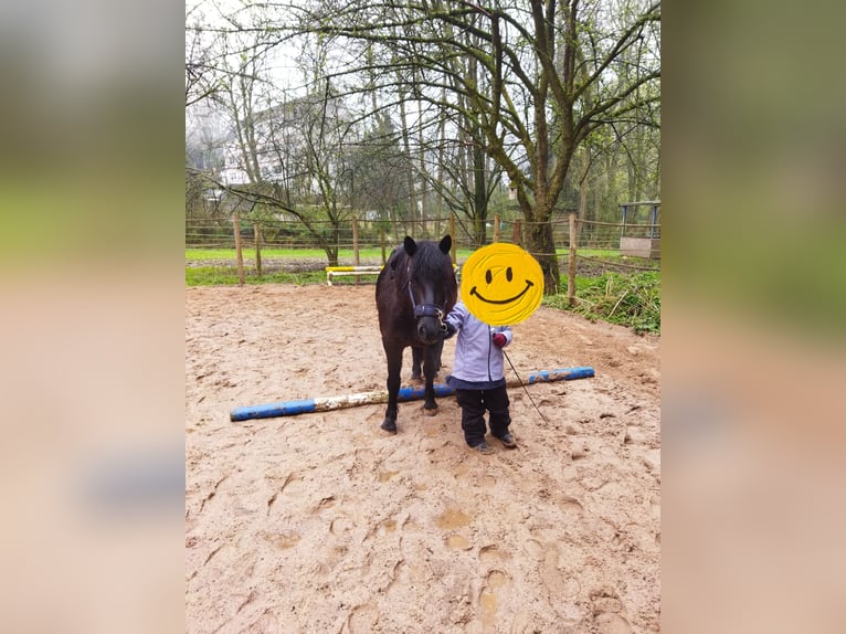 More ponies/small horses Gelding 11 years 12 hh Black in Kalletal