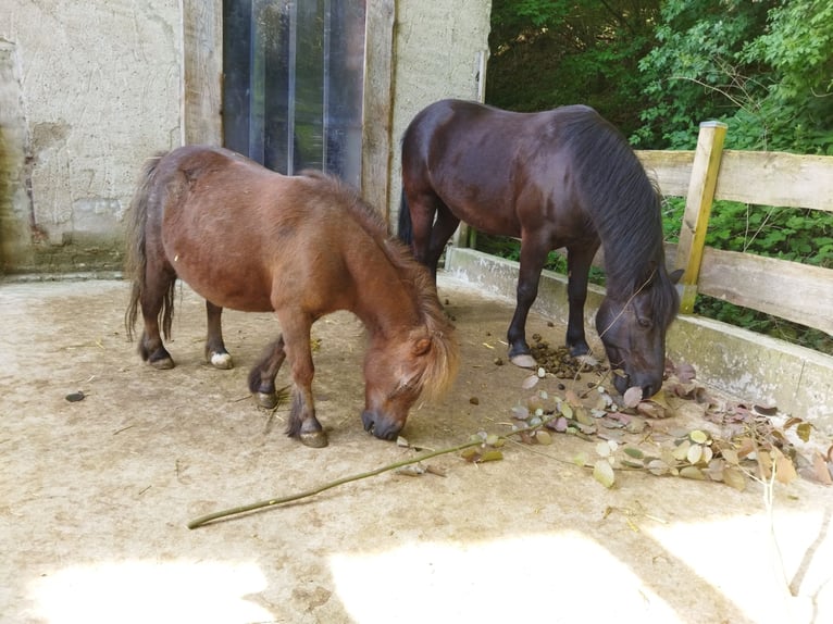 More ponies/small horses Gelding 11 years 12 hh Black in Kalletal