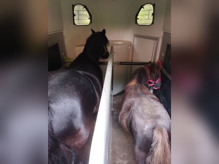 More ponies/small horses Gelding 11 years 12 hh Black in Kalletal