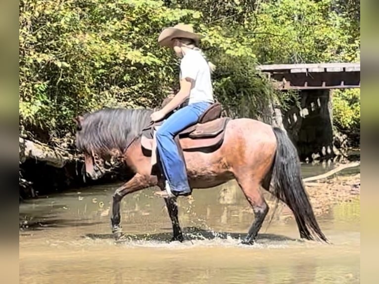 More ponies/small horses Gelding 11 years 12 hh Roan-Bay in Princeton