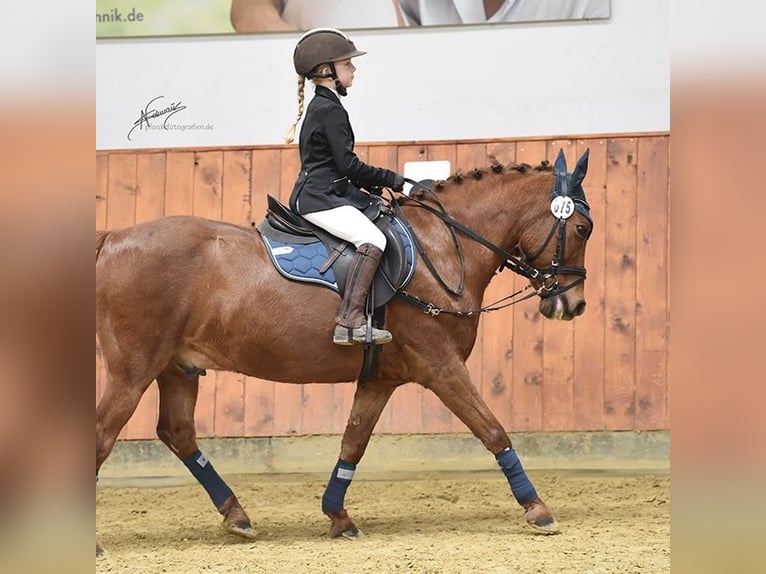 More ponies/small horses Gelding 11 years 13,1 hh Chestnut-Red in Gau-Algesheim