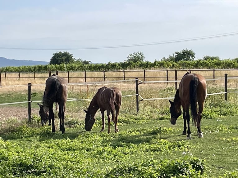 More ponies/small horses Gelding 11 years 13,1 hh Chestnut-Red in Gau-Algesheim