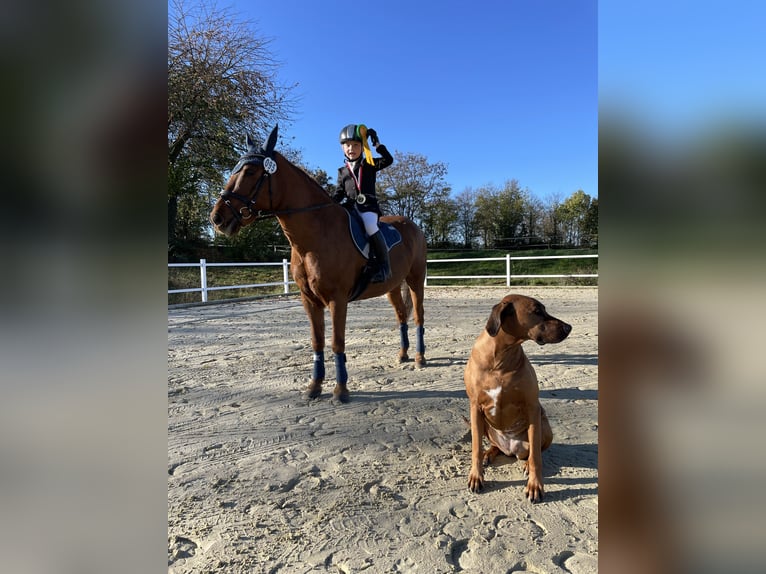 More ponies/small horses Gelding 11 years 13,1 hh Chestnut-Red in Gau-Algesheim