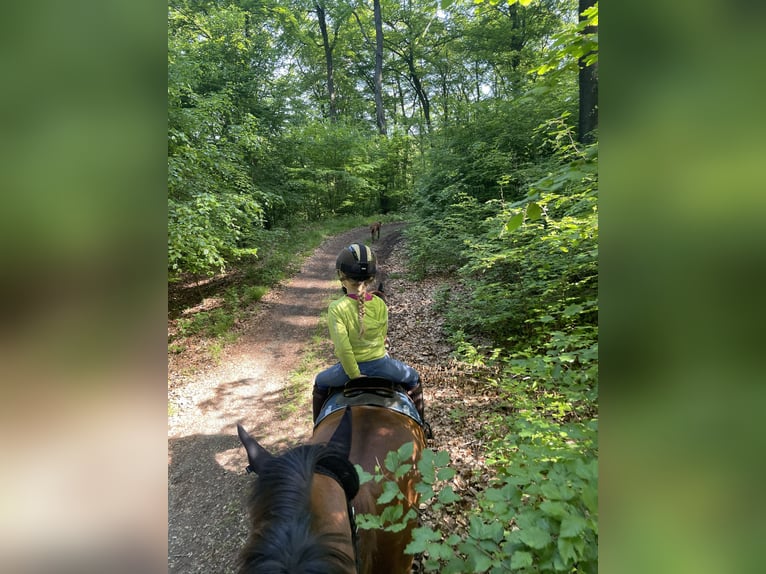 More ponies/small horses Gelding 11 years 13,1 hh Chestnut-Red in Gau-Algesheim